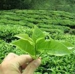 El té verde es considerado uno de los grandes aliados naturales del hombre.