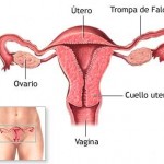 La menstruación es el flujo de sangre vaginal que fluye desde el útero